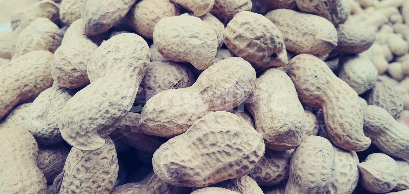 식물,너트,nut,food,음식,땅콩