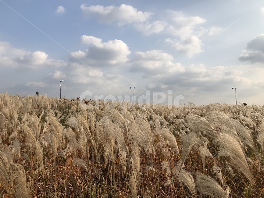 plant,식물,food,곡물,가을,풀,가을,계절,fall,autumn,season