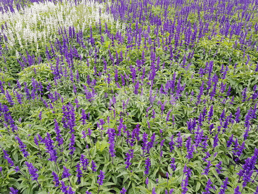 꽃,flower,plant,꽃밭,봄,식물,자연,plants,nature