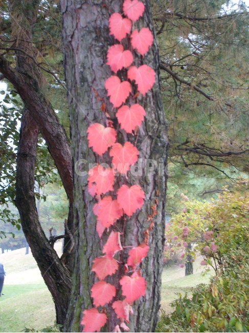 소나무,식물,tree,담쟁이넝쿨,leaf,잎