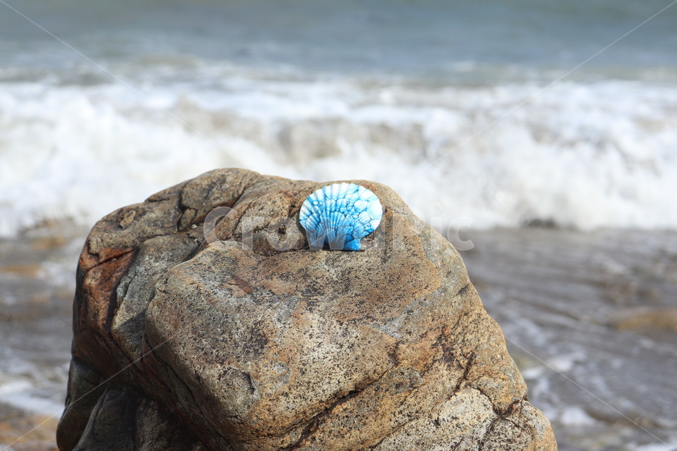 조개,조개껍데기,껍데기,바다,돌,해변,돌맹이,clam,beach,rock,시원한