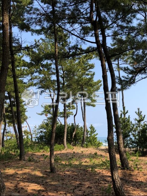 소나무, 바다, 해송, 산책, 휴가, 사진,이미지,일러스트,캘리그라피 - ansmile작가