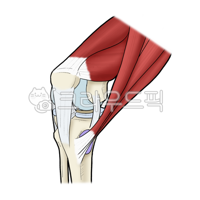 Medicine,knee,medical,joint,string,anatomy,muscle,structure
