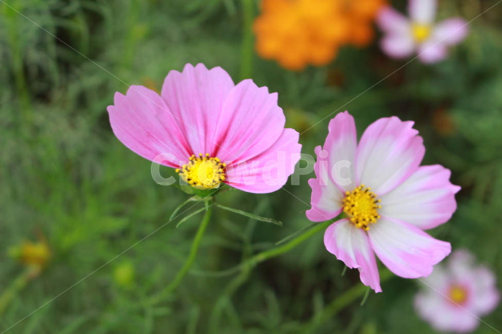 가을,꽃,코스모스,식물,꽃잎,가을,계절,fall,autumn,season,식물,자연,plants,nature,꽃,flower,plant,geranium,제라늄,blossom,petal