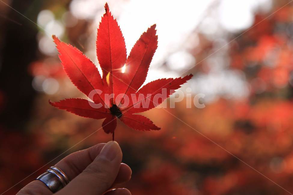 가을,낙엽,단풍,autumn,fall,nature,계절,season,나뭇잎,자연,식물,손,단풍잎,가을,계절,fall,autumn,season,leaf,잎,plant,tree,나무