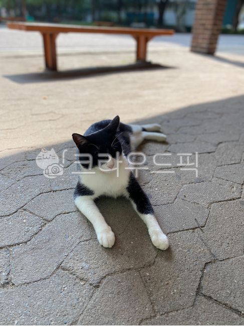 Meow,shade,cute,relaxed,sleep,Pets,trail,stray cat,Black cat,cat,playground,animal,nap,mammalia,park,pet