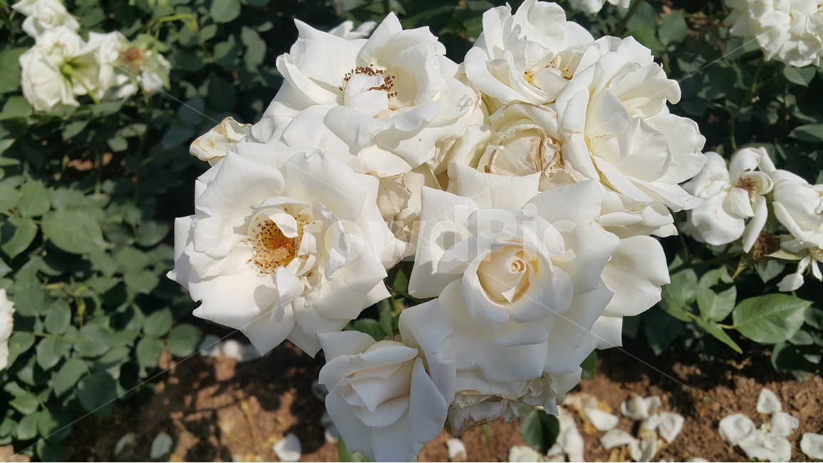흰색장미,장미향기,장미축제,꽃향기,장미공원,식물,자연,plants,nature,꽃,flower