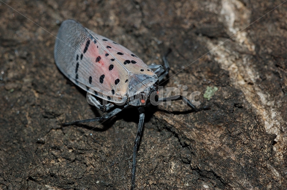 자연,곤충,접사,벌레,근접촬영,Closeup,nature,insects,매미,주홍날개꽃매미,동물,animal,곤충,벌레,insect,bug