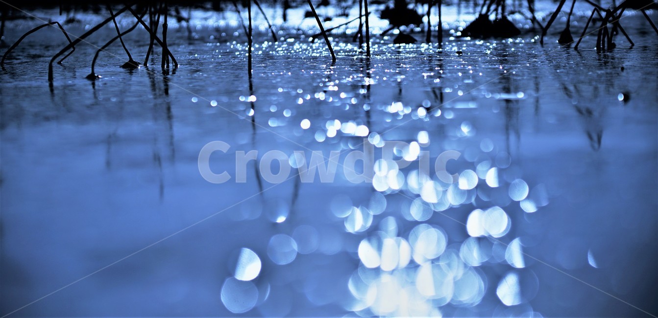 겨울,얼음,연밭,동장군,보케,감성,영하,기온,겨울,계절,winter,season,휴식,힐링,rest,relaxation,healing