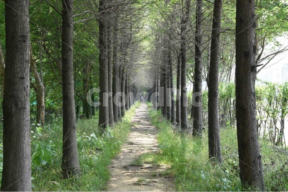 오솔길,나무,힐링,가족,휴가,자연,풍경,nature,landscape,tree,plant,식물,path,통로
