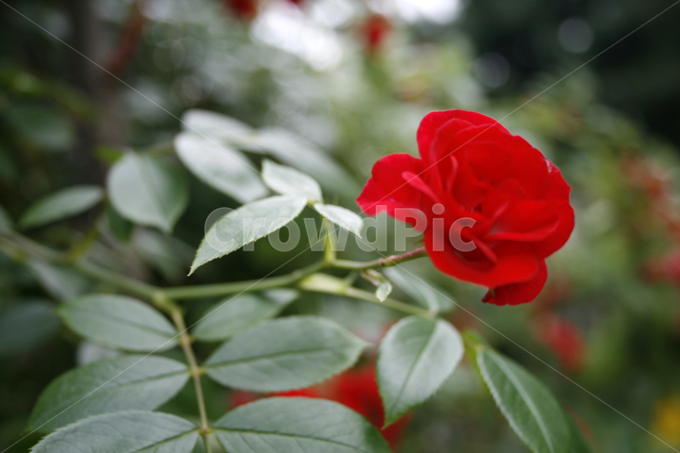 장미,식물,flower,plants,nature,꽃,꽃봉오리,붉은색,레드,식물,자연,plants,nature,꽃,flower