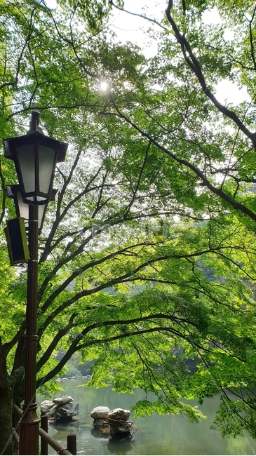 가로등,호수,나무,초록잎,햇빛,태양,호수가,나뭇가지,나뭇잎,물,water,tree,백양사,자연,풍경,nature,landscape