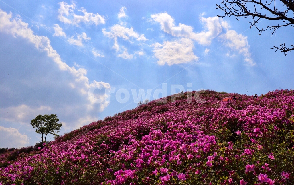 황매산,철쭉,풍경,자연,royalazalea,hwangmaesanmountain,scenery,nature