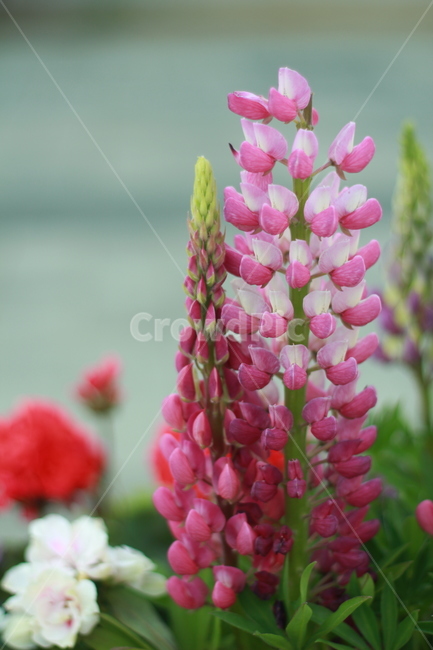 꽃,봄꽃,식물,flower,spring,봄,계절,spring,season,식물,자연,plants,nature,꽃,flower,plant,blossom