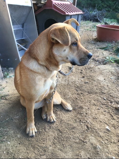 강아지,dog,개집,목줄,접힌귀,강아지발,강아지옆모습,누렁이,황구,시골집