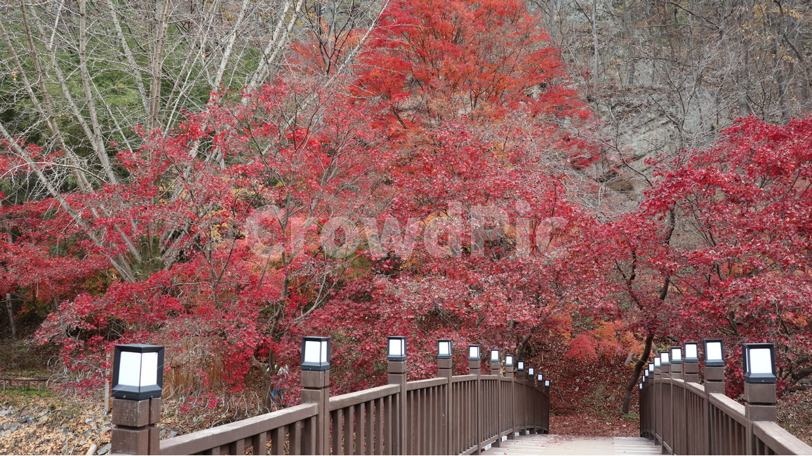 나무,식물,단풍,난간,tree,가을,계절,fall,autumn,season,식물,자연,plants,nature,나무,trees,wood