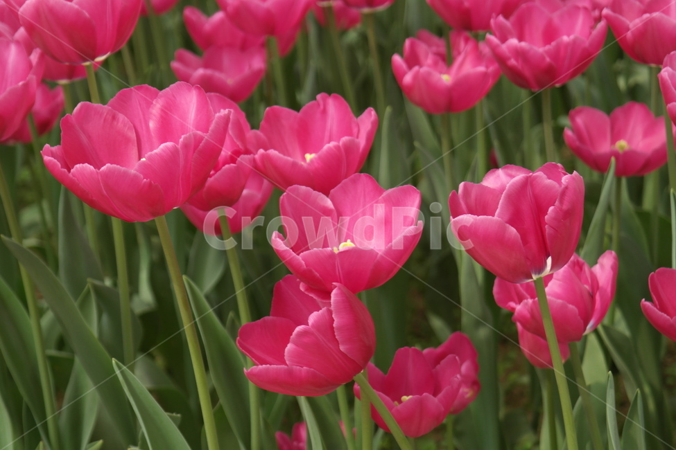 꽃,자연,식물,접사,튤립,꽃봉오리,flower,nature,향기,분홍,빨강,붉은,tulip,tulipagesneriana,백합목,구근초,식물,자연,plants,nature,꽃,flower