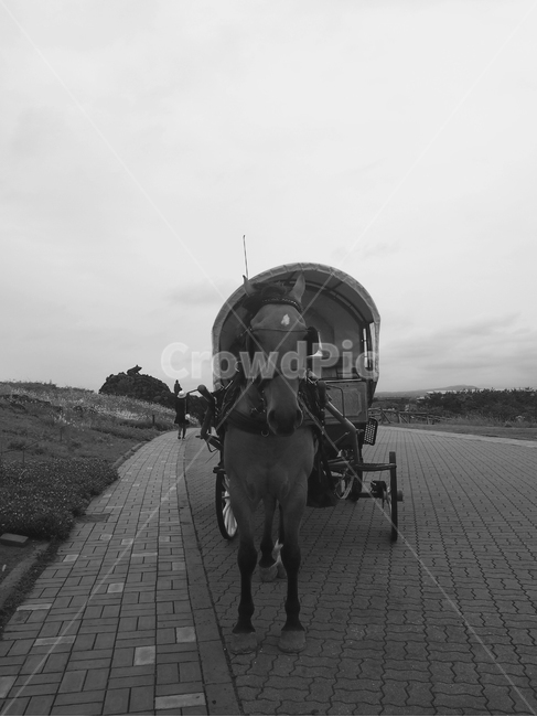말,마차,제주,carriage,horse
