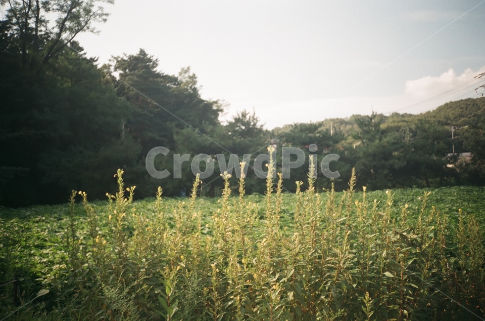 plant,식물,자연,nature,필름,자연,풍경,nature,landscape