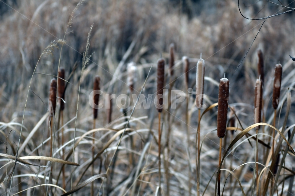 갈대,갈대밭,우음도,겨울갈대,길,풍경,강아지풀,겨울,계절,winter,season,식물,자연,plants,nature