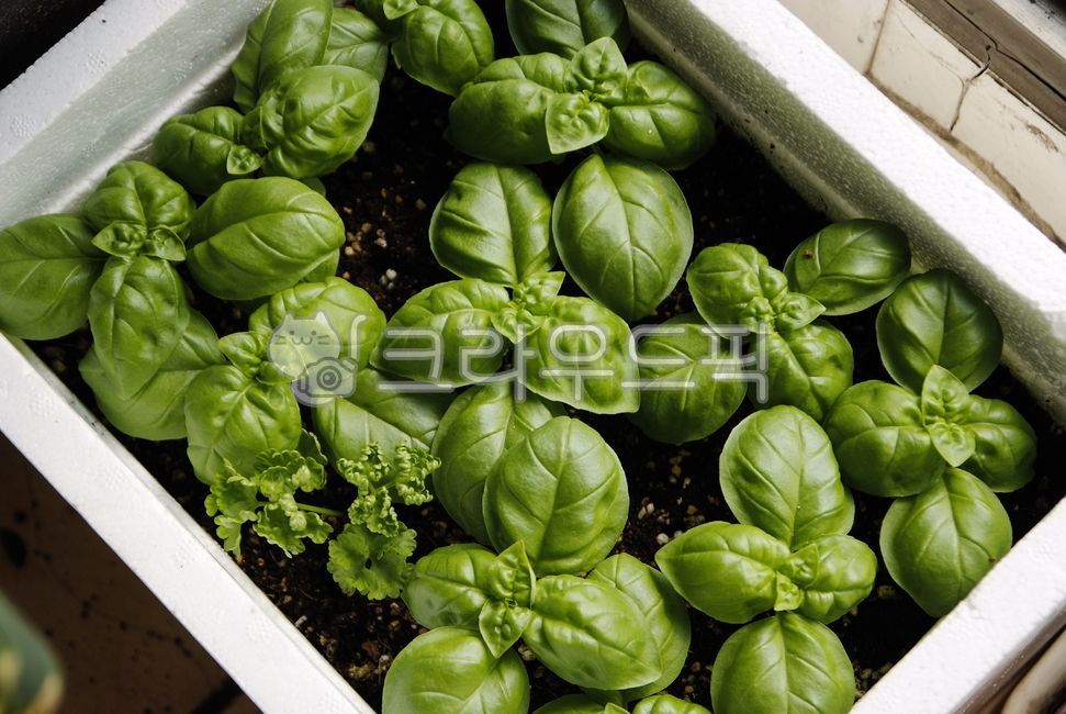 home gardening,basil,gardening,Growing Basil