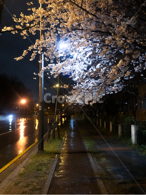 벚꽃,저녁,밤,가로등,도로,빛,어둠,나무,봄,계절,spring,season,야경,밤,풍경,nightscape,night,landscape,light,flare,플레어