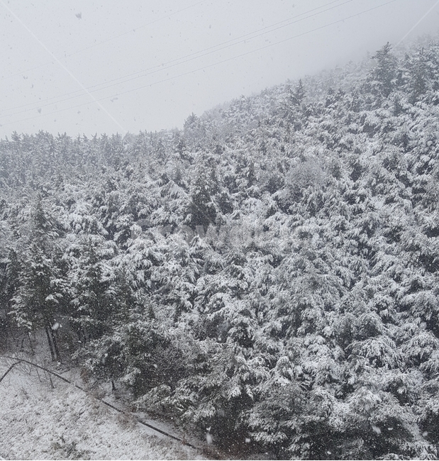 눈,눈오는날,설경,눈덮인산,산