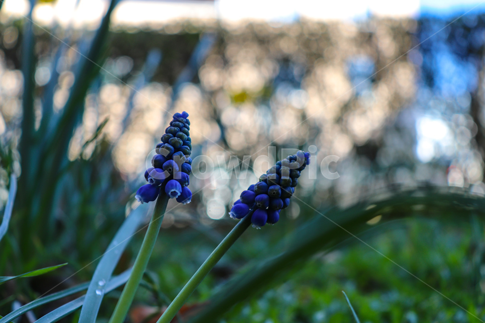 꽃,flower,파란꽃,야생화,봄,여름,가을,season,summer,spring,파란색,들판,nature,blossom,plant,식물