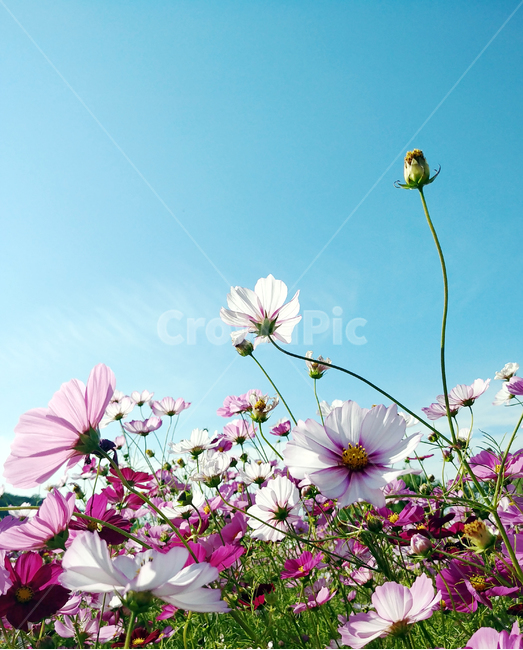 코스모스,cosmos,들판,가을,fall,알록달록,핑크,바탕,백그라운드,식물,자연,plants,nature,꽃,flower