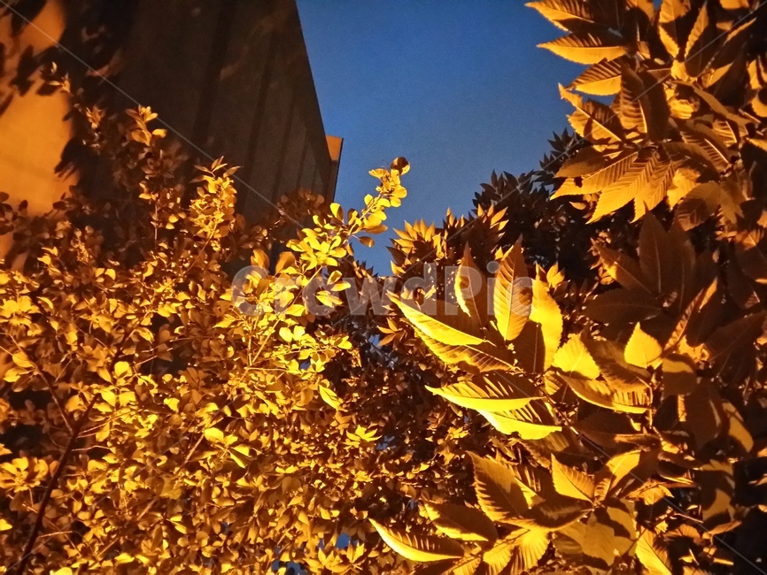 leaf,잎,plant,식물,tree,나무,노란색,황금색,저녁하늘,하늘,가로수
