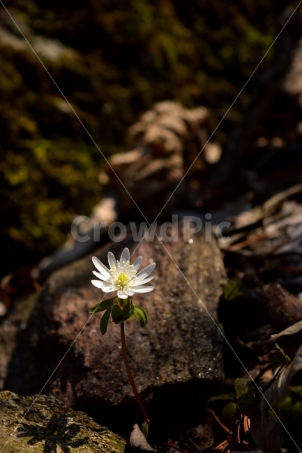 꿩의바람꽃,봄,야생화,꽃,화야산,경기도,봄꽃,감성,wildfolwer,산꽃,들꽃,봄야생화,햇살,햇빛,미나리아재비과,바람꽃속,덧없는사람,금지된사랑,사랑의괴로움,AnemoneraddeanaRegel,식물,식생,자연,식물,자연,plants,nature,꽃,flower