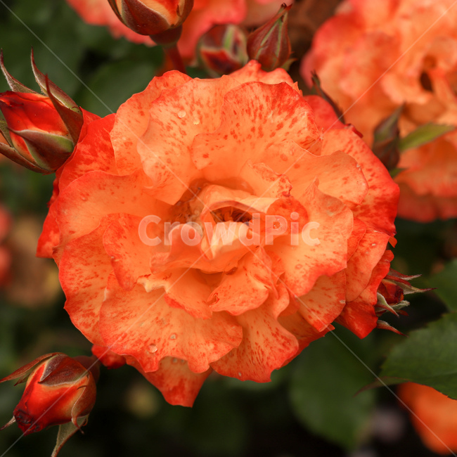 꽃,flower,장미,rose,장미꽃,꽃잎