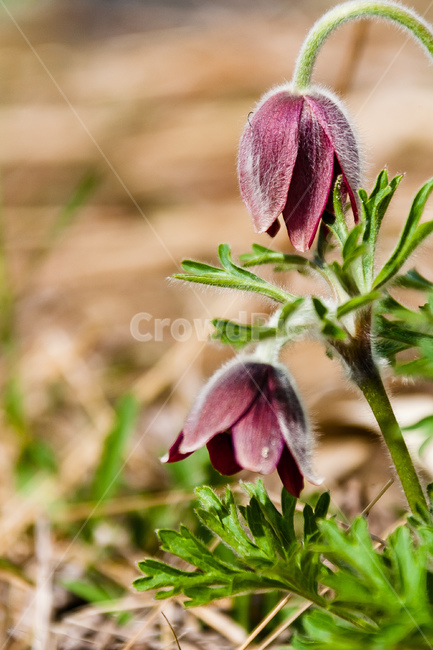 할미꽃,꽃,식물,꽃잎,봄꽃,식물,자연,plants,nature,꽃,flower