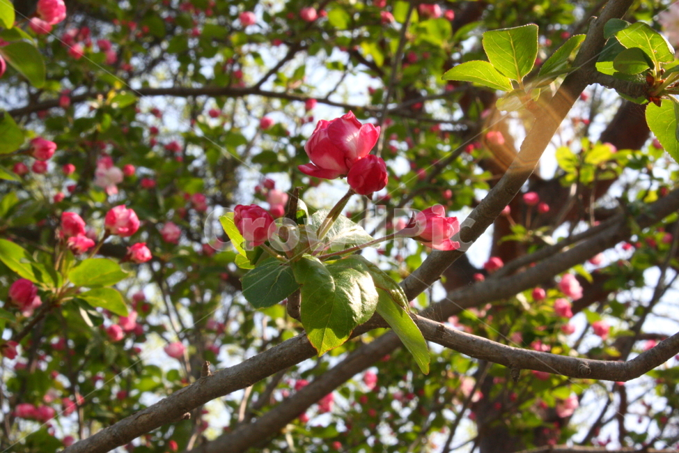 식물,꽃,plant,flower,blossom,식물,자연,plants,nature,꽃,flower
