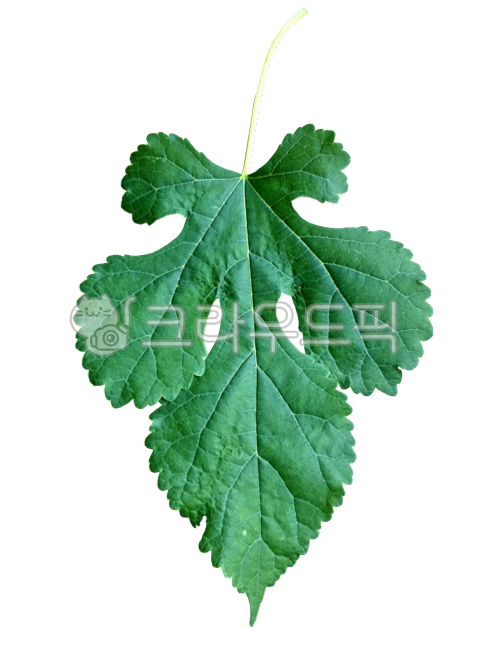 뽕잎,백그라운드,배경,패턴,무늬,뽕나무잎,leaf,잎,plant,식물,1개,나뭇잎,png