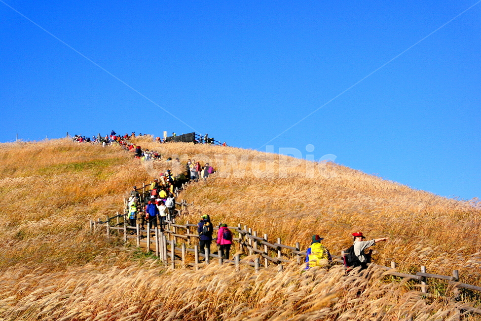 억새밭,민둥산,등산객,정선군,강원도,가을,plant,식물,nature,human,인간,자연,취미,여가,쉼,habbit,mountain,산,outdoors,옥외,식물,자연,plants,nature,사람들,대중,군중,other people,crowd
