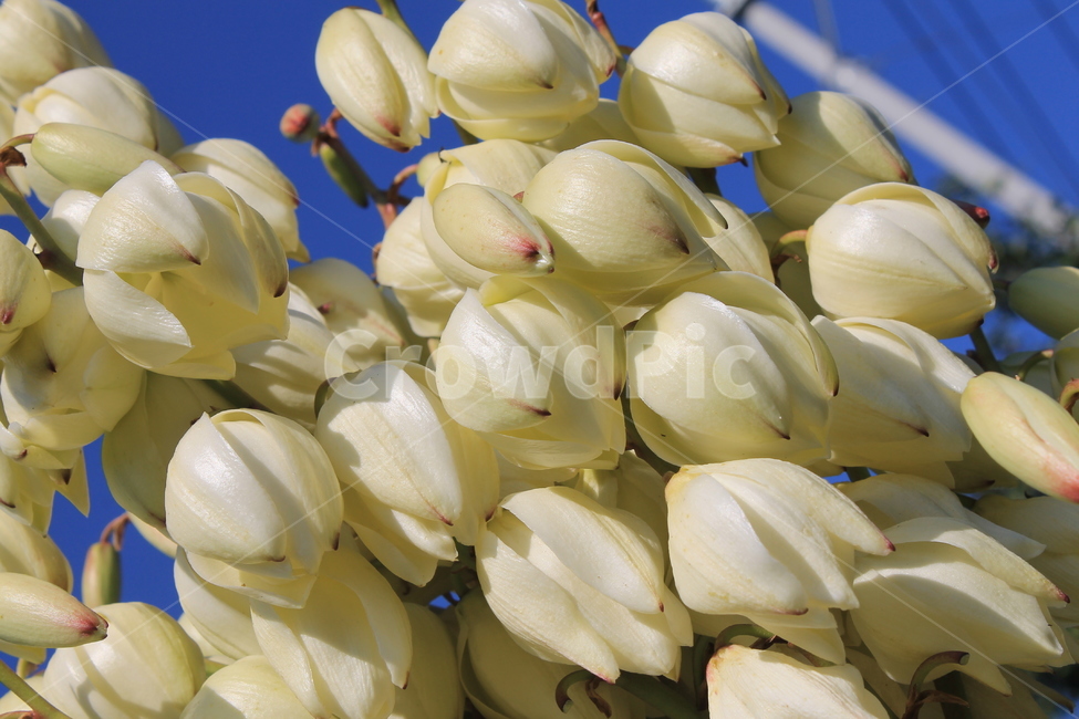 flower,flowers,꽃,꽃봉오리,천수란,yuccaaloifolia,가을,식물,autumn,fall,plant,blossom,꽃잎,식물,자연,plants,nature,꽃,flower