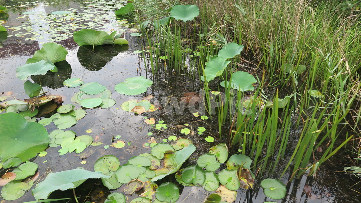 가을,호수,연밭,공원,일산,식물,자연,plants,nature