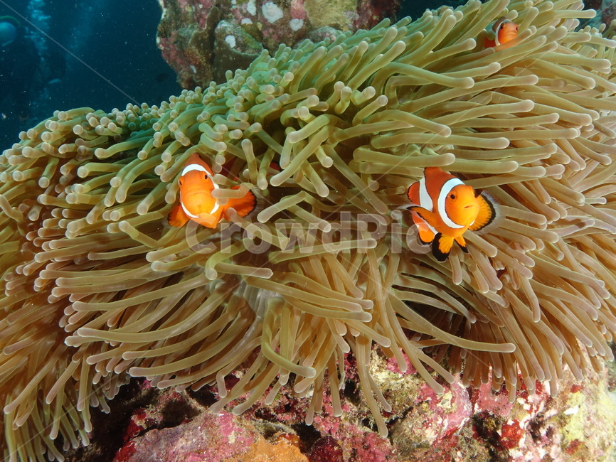 바다,물고기,니모,수중생물,크라운피쉬,말미잘,흰동가리,sea,fish,clownfish,underwater,동물,animal,어류,물고기,fish