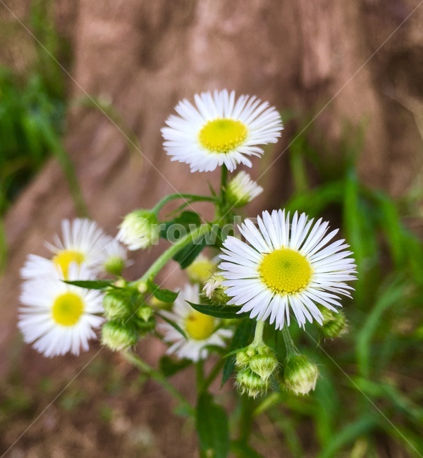 식물,꽃,데이지,daisy,flower,blossom,plant
