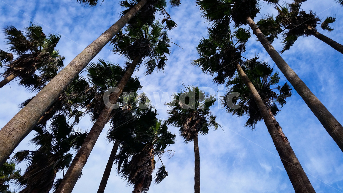 tree,나무,plant,식물,palmtree,야자수,제주도,jejuisland