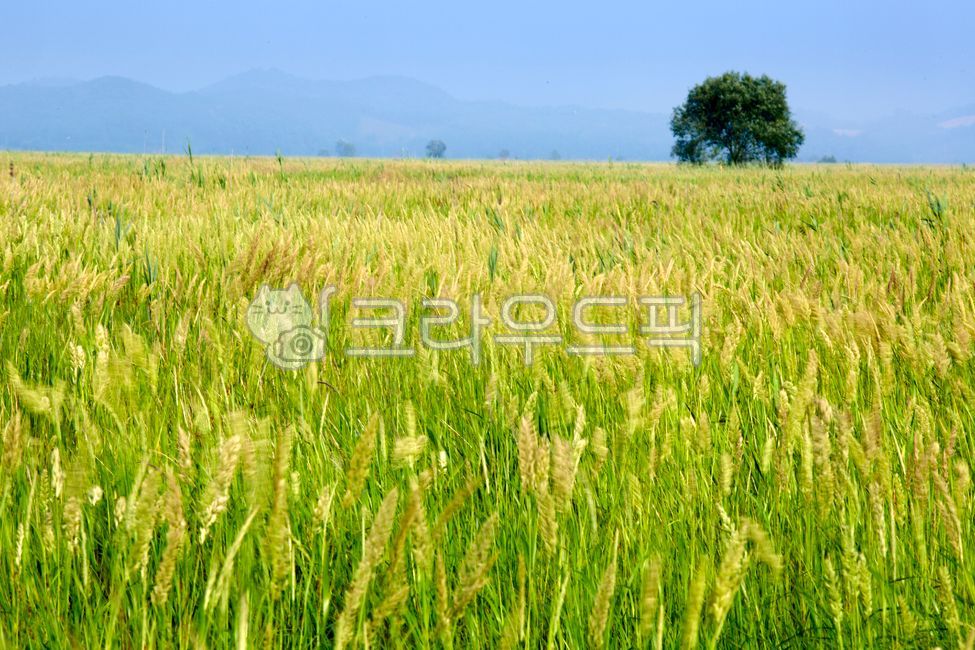 우음도,김의털,큰김의털,식물,초원,실외,화성우음도,띠(식물),자연,풍경,목초지,ueumdo,laverfur,largelaverfur,plants,grasslands,outdoors,hwaseongueumdo,belt(plant),nature,landscape,pastureland,파란하늘,푸른하늘,하늘,나무,thebluesky,thesky,thetrees,vegetation,초목