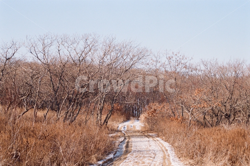 갈림길,바닥,자연,땅,겨울,눈,나무,러시아,ground,nature,winter,자연,풍경,nature,landscape