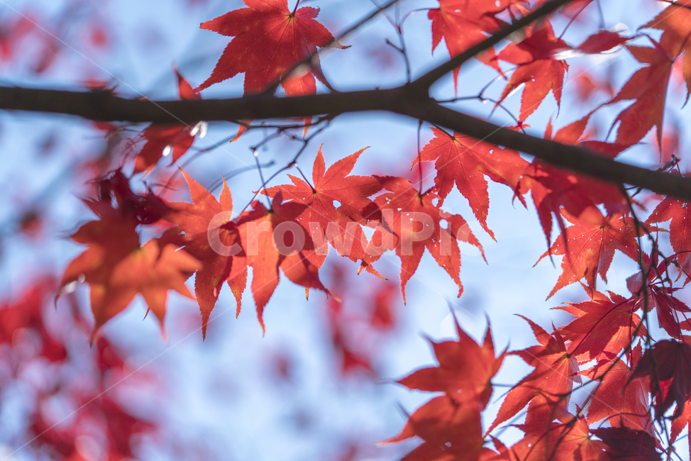 가을,낙엽,아침햇살,햇살,매크로,붉은납엽,가을,계절,fall,autumn,season,leaf,잎,plant,식물,tree,나무,maple,단풍