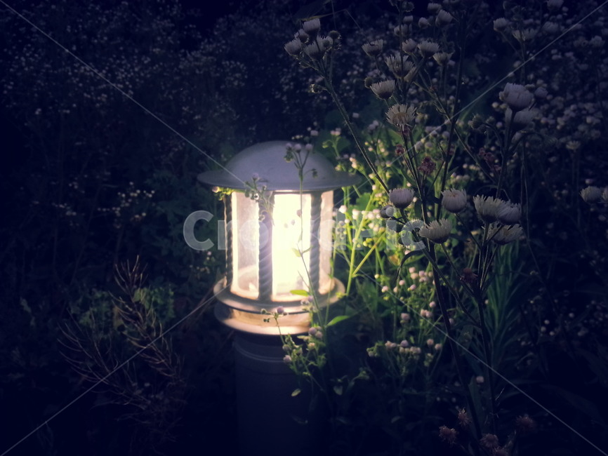 등불,등,밤,풀숲,풀꽃,감성적,light,불빛,밝음,빛,고요