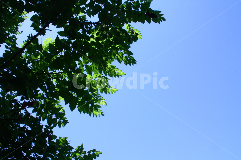 하늘,나뭇잎,반반,자연,50대50,자연,풍경,nature,landscape,leaf,잎,plant,식물,tree,나무