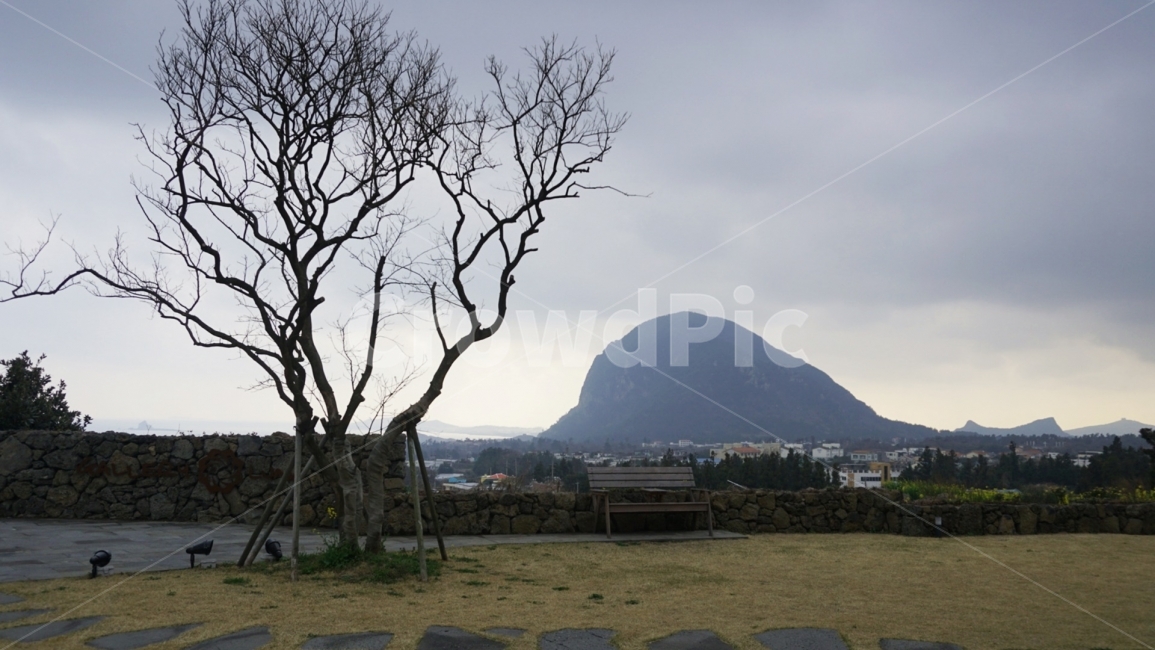 제주도,산방산,여행,국내여행,힐링,나혼자여행,나홀로나무,나무,벤치,돌담길,흐림,우중충,날씨,자연,풍경,nature,landscape,한국자연풍경,한국자연경관,korea nature landscape,제주도,jeju,jeju island,식물,plants,나무,trees,wood,outdoors,옥외