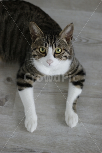 고양이,동물,반려동물,길고양이,애완동물,반려묘,유기묘,캣맘,캣대디,집사,동물,animal,포유류,mammal,고양이,cat,kitten,kitty