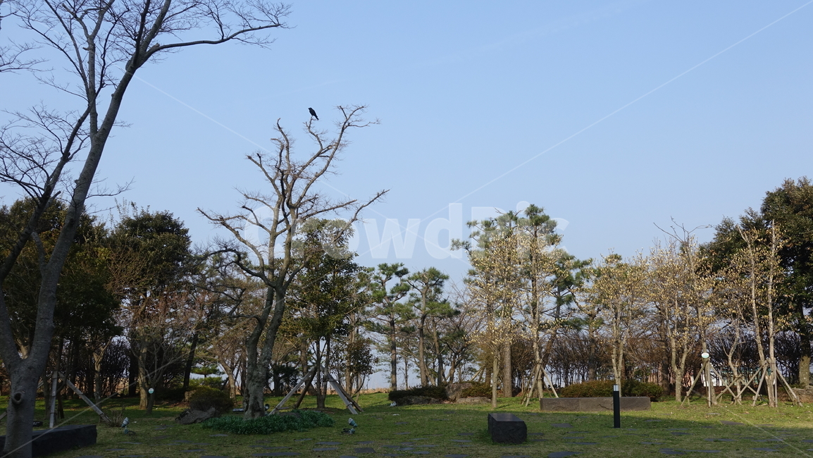 나무,tree,nature,park,공원,까마귀,제주도,제주도43평화공원,43평화공원
