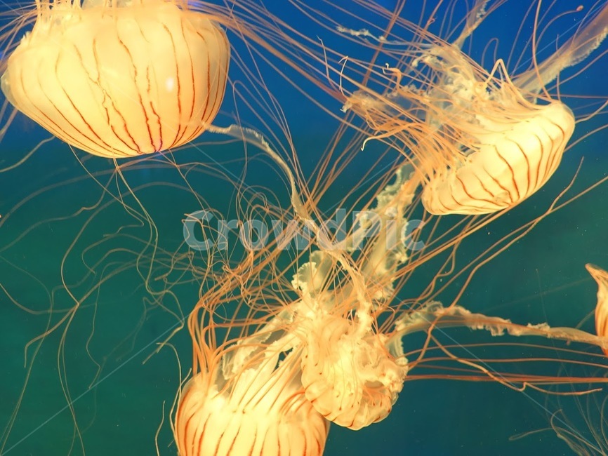 해파리,아쿠아리움,바닷속,jellyfish,바다